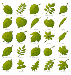 Leaves of plants silhouettes set Royalty Free Vector Image