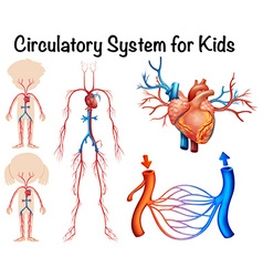 Kid health card with circulatory system Royalty Free Vector