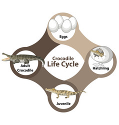 Life cycle crocodile on white background Vector Image