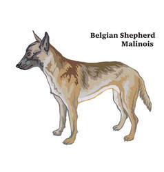 Belgian Malinois Vector Images 45