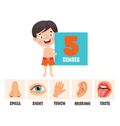 Five senses concept with human organs Royalty Free Vector