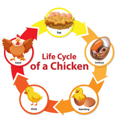 Diagram showing life cycle chicken Royalty Free Vector Image