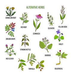 Anodyne herbs hand drawn set medicinal plants Vector Image