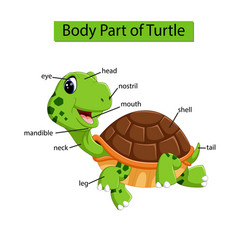 Diagram showing body part crocodile Royalty Free Vector