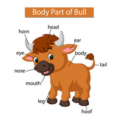 Diagram showing body part horse Royalty Free Vector Image