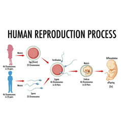 Process of cancer development infographic Vector Image