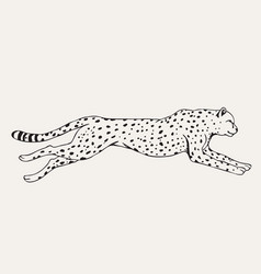 Leaping Leopard Vector Images (57)