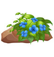 plant with blue flowers on white background vector image vector image