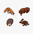 forest animals bear grizzly and red fox hare vector image vector image