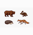 forest animals bear grizzly and red fox hare vector image vector image