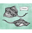 ink sketch stingray vector image vector image