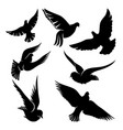 set black doves in flight vector image