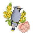drawing waxwing and flowers vector image
