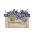 harvested sweet grapes in wooden crate at vineyard vector image vector image