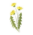 dandelion flowers on a white background vector image