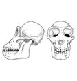chimpanzee biology anatomy engraved vector image