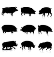 farm pigs and wild boars silhouette vector image vector image