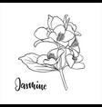 black and white branch flower jasmine outline vector image vector image