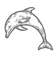 dolphin jumping sketch engraving vector image