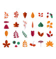 autumn leaves and nuts forest trees yellow vector image