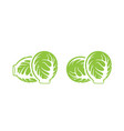 brussels sprout vector image vector image