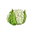cauliflower cabbage large immature flower head vector image