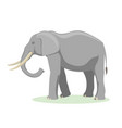 african elephant cartoon vector image vector image