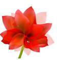 red tulip with water drop vector image vector image