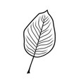 pear leaf vector image vector image