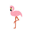 flamingo bird vector image