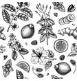 herbal tea seamless pattern hand sketched fruits vector image vector image
