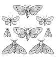 moths and butterflies hand drawn line art gothic vector image