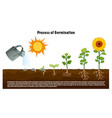 process of germination diagram for science vector image