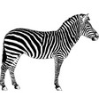 zebra drawn with ink and hand-colored pop art vector image