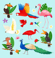 tropical birds exotic parrot or flamingo vector image