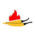 hot chili peppers with fire colorful vector image