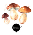 watercolor hand drawn wild forest mushrooms vector image