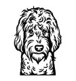 labradoodle dog head - isolated vector image