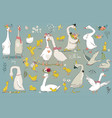 set with cute farm birds vector image vector image
