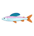 arctic grayling fish on a white background vector image vector image