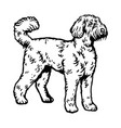 labradoodle dog pose- isolated vector image