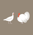 turkey vector image vector image