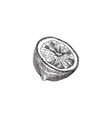 citrus hand drawn sketch lemon vintage engrave vector image vector image