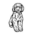 labradoodle dog sitting pose- isolated vector image