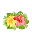 beautiful colorful hibiscus flowers blossom vector image vector image