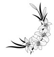lily flower vector image