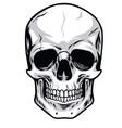 skull clipart vector image vector image