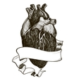 human anatomical heart vector image vector image