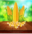 background with grains and cobs of corn vector image