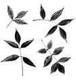 set of ash leaves silhouettes vector image